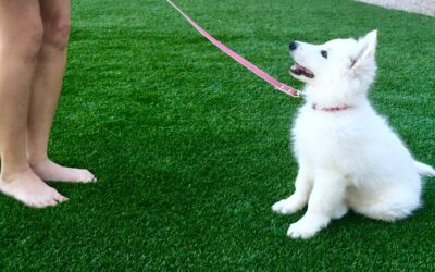 How to Stop Your Berger Blanc Suisse Puppy From Jumping on You