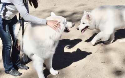 How to Introduce Your Berger Blanc Suisse to Other Dogs