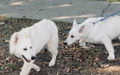 Training Your White Swiss Shepherd Not to Pull on the Leash